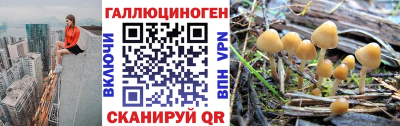 Купить где Ростов-на-Дону Галлюциногенные грибы Psilocybe